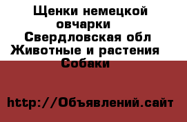 Щенки немецкой овчарки  - Свердловская обл. Животные и растения » Собаки   